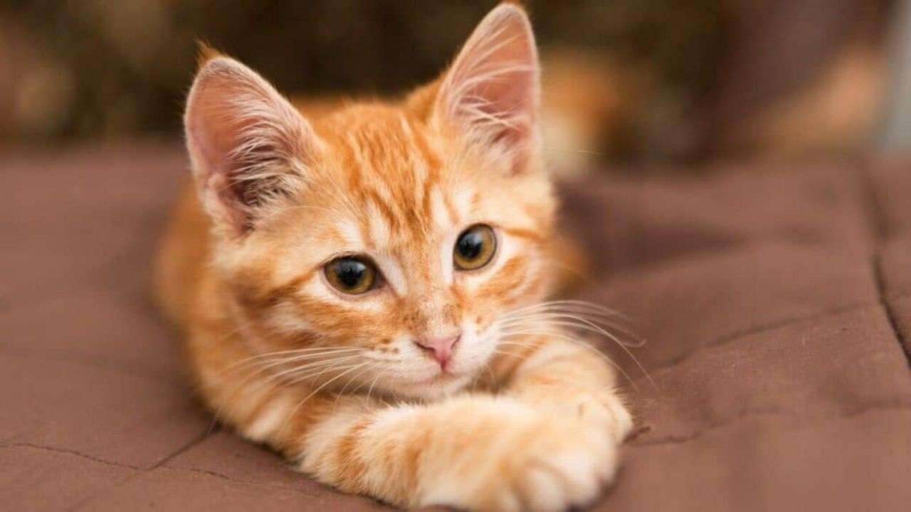 Gatos naranja heredan el pelaje debido a un gen