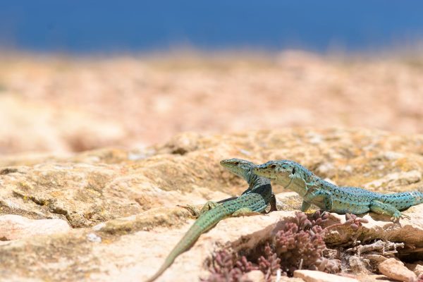 Ibiza se queda sin lagartijas: la serpiente invasora que se las come ocupa ya el 90% de la isla y llega a nado a los islotes | Clima y Medio Ambiente EL PAÍS