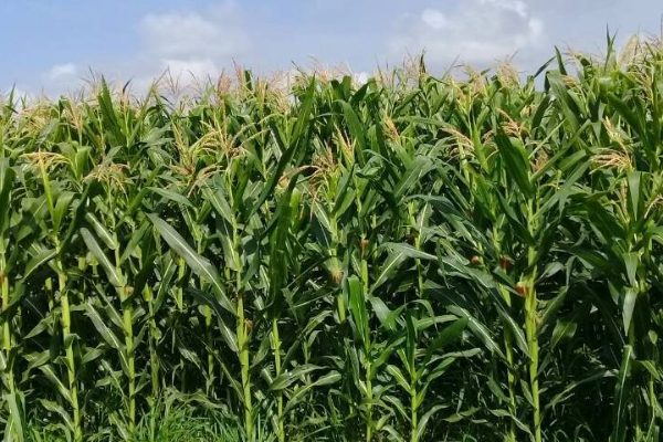 Lluvias afectaron al menos el 5% de la siembra de maíz en Portuguesa, indica Fedeagro Lluvias afectaron al menos el 5% de la siembra de maíz en Portuguesa, indica Fedeagro