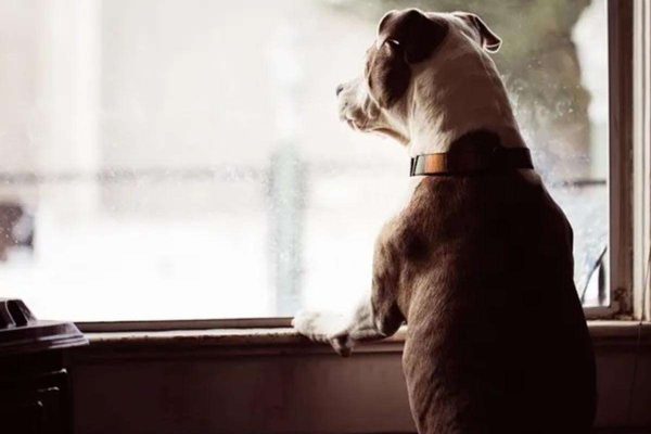 Perros y gatos pueden parecer chismosos