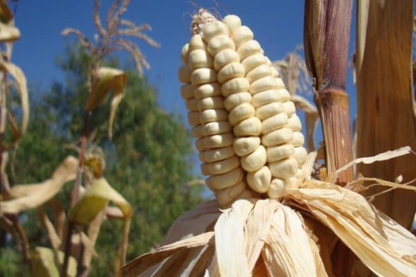 Producción de maíz blanco satisface 80 % de consumo nacional