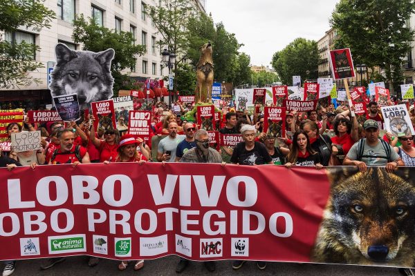 Ángel Gabilondo: El Defensor del Pueblo recurre ante el Constitucional la desprotección del lobo | Clima y Medio Ambiente EL PAÍS