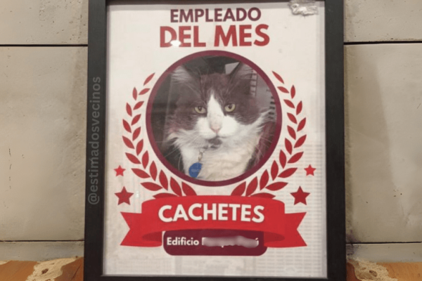 Cachetes, el gato comunitario que conquistó a un edificio entero Cachetes, el gato comunitario que conquistó a un edificio entero