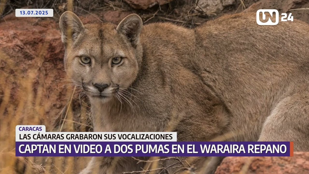 Captan la vida oculta de los pumas en el Waraira Repano