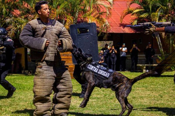 El Cicpc cuenta con una brigada de héroes de 4 patas