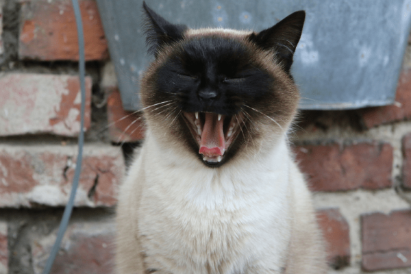 El gato que firmó un artículo científico y engañó a medio mundo El gato que firmó un artículo científico y engañó a medio mundo