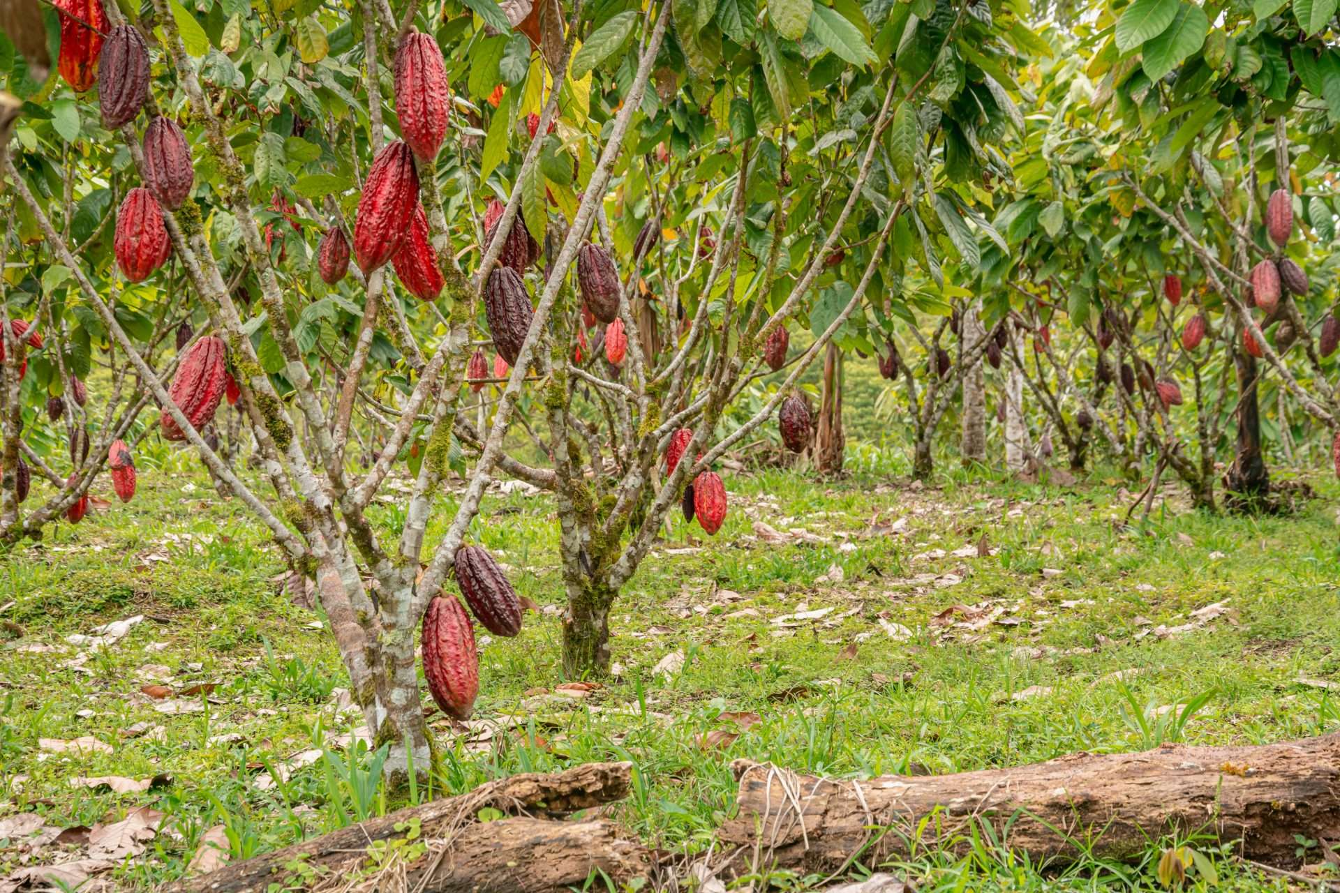 En Sur del Lago una hacienda de cacao abre sus puertas al turismo