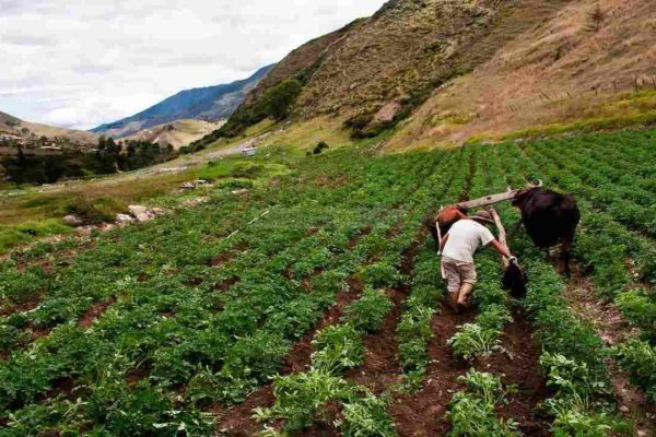 Fedeagro: Lluvias ocasionaron pérdida total en 150 hectáreas