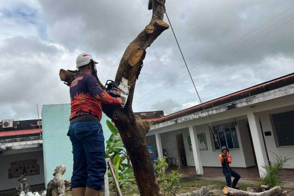 Inician inspección de árboles en situación de riesgo en Maturín Inician inspección de árboles en situación de riesgo en Maturín