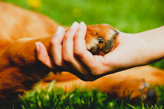 Javier Ceballos Jiménez - RSE y bienestar animal ¡Un compromiso transformador! - FOTO