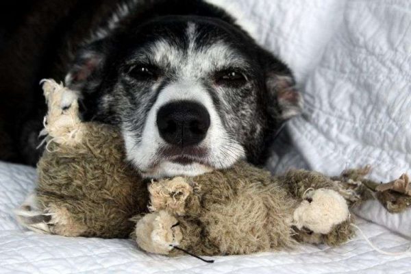 Lo más difícil de tener un perro Lo más difícil de tener un perro