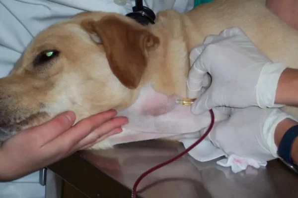 Los perros y gatos también tienen la capacidad de donar sangre Los perros y gatos también tienen la capacidad de donar sangre