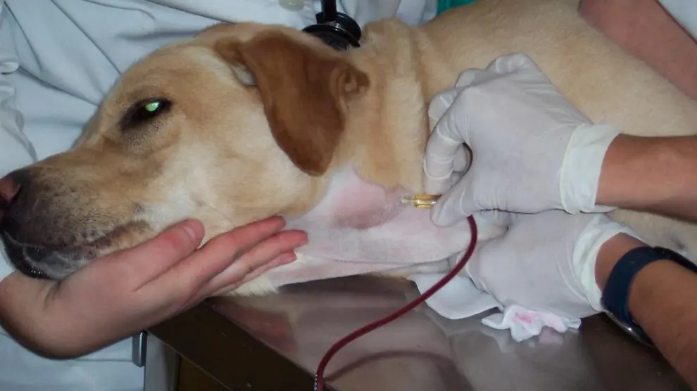 Los perros y gatos también tienen la capacidad de donar sangre