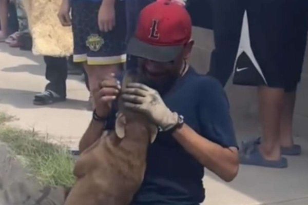 Perra perdida en escombros de un incendio se hizo viral