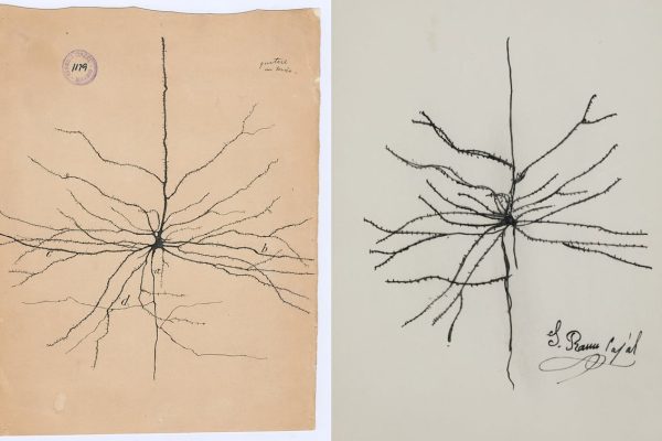 Un estafador vuelve a colar falsificaciones cutres de dibujos de Cajal en una casa de subastas | Ciencia EL PAÍS