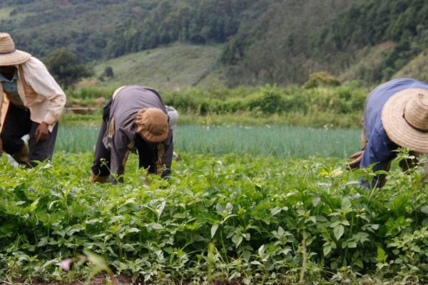 Venezuela expuso el papel de las comunas para garantizar la alimentación