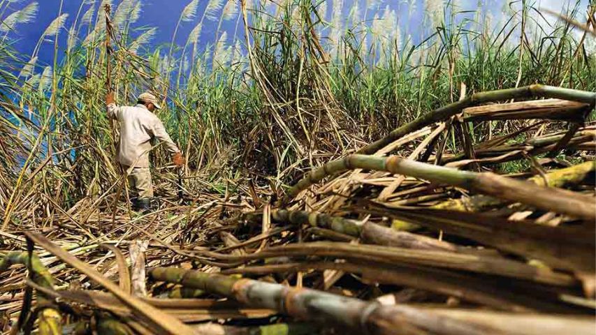 Vigentes medidas del TSJ contra azucarera que se apropió de 7.2 ton de materia prima