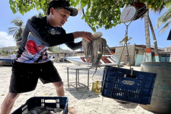 Zafra de pulpo inicia con proyección de mil 300 toneladas