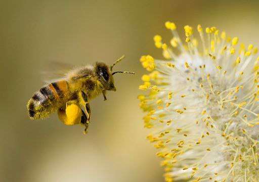 Científicos desarrollan un superalimento para proteger a las abejas de la crisis climática