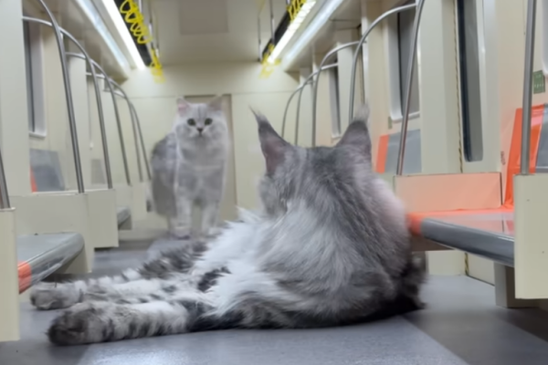 Construye un metro para su gato y se hace viral