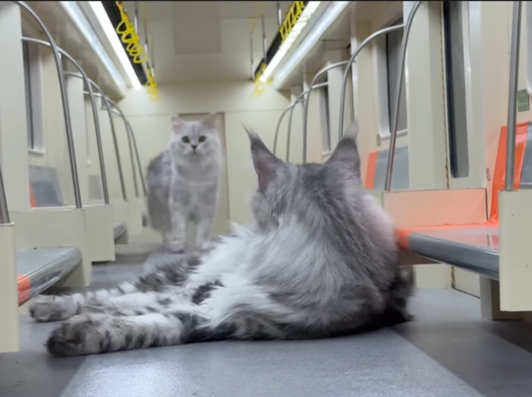 Construye un metro para su gato y se hace viral
