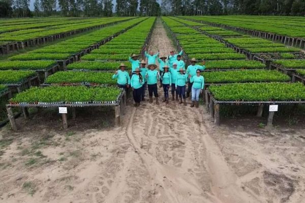 Maderas del Orinoco plantó más de 4 millones de plántulas de pino caribe