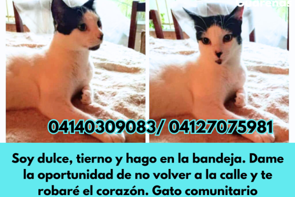 📌Cartelera de adopciones – Últimas Noticias 📌Cartelera de adopciones - Últimas Noticias