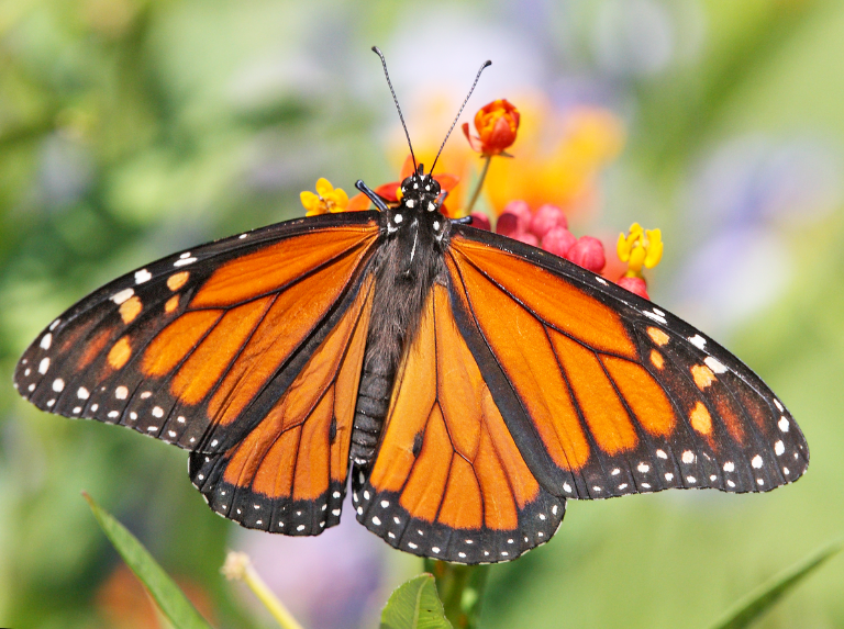 La mariposa que volvió a volar gracias a un trasplante de "ala"