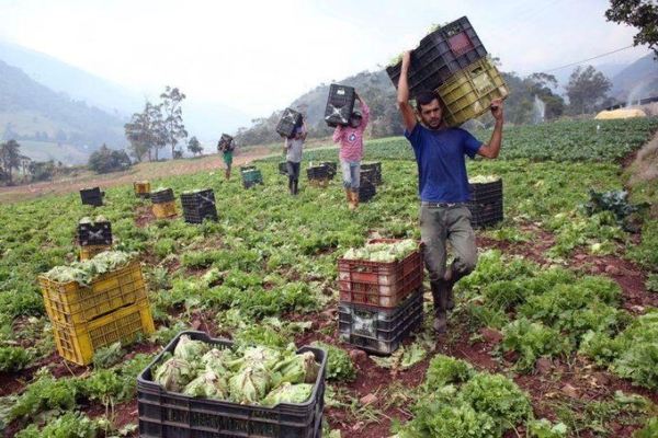 Sector agroalimentario