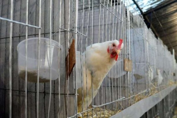 Desarrollan vacuna intranasal contra la gripe aviar H5N1