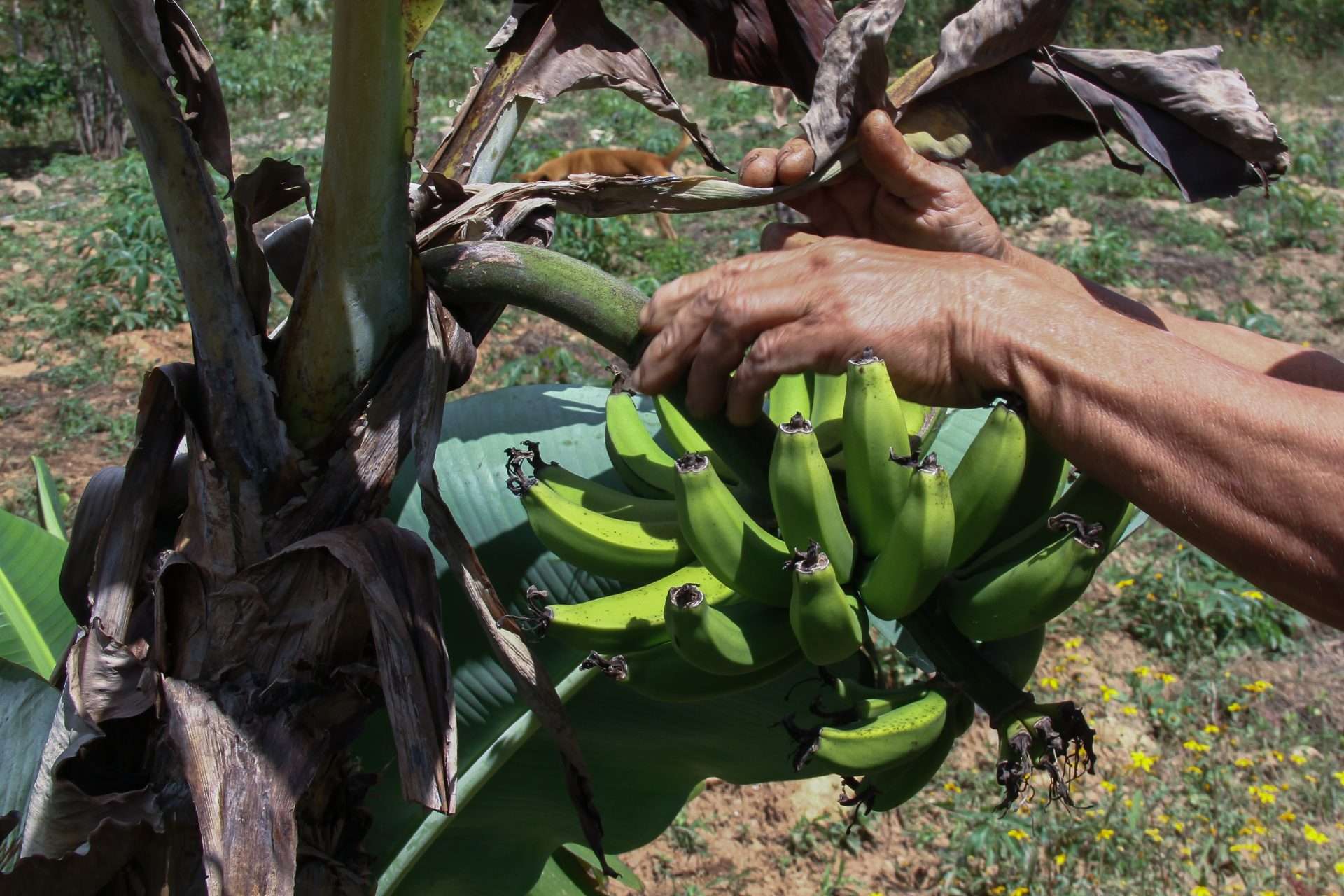 En Antímano garantizan alimentos sin agrotóxicos