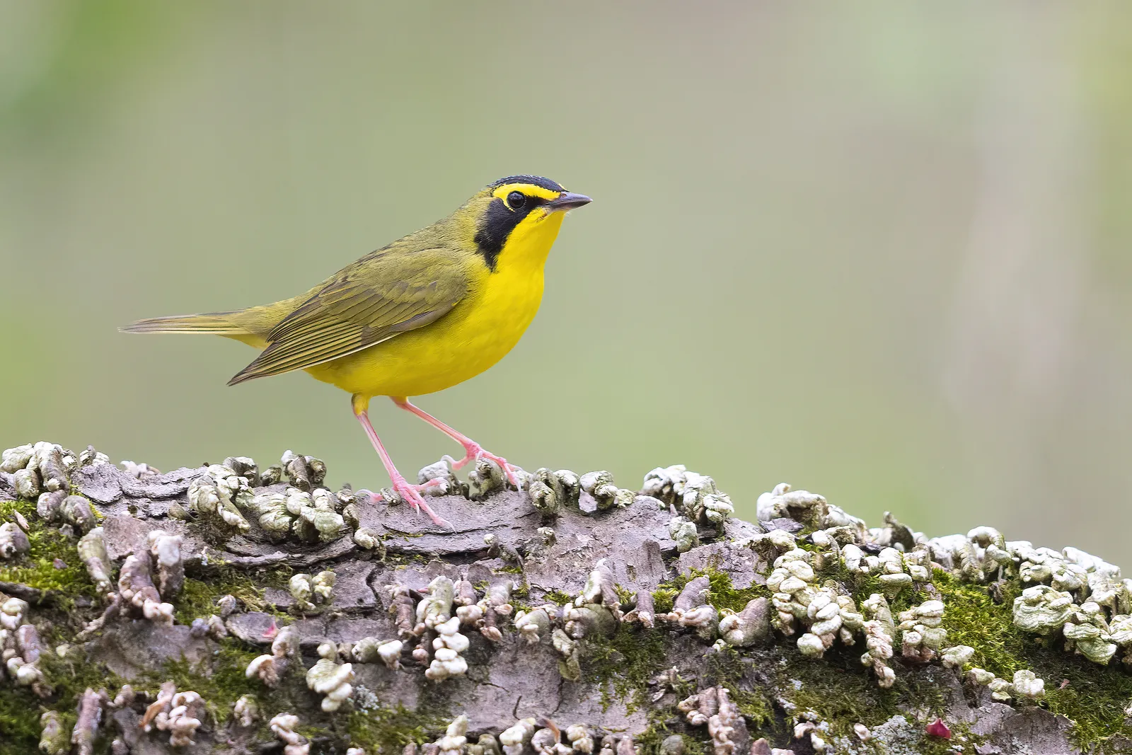 La lucha por salvar los bosques que dan vida a las aves migratorias de América