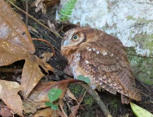 Liberan cuatro búhos currucutú en Mérida