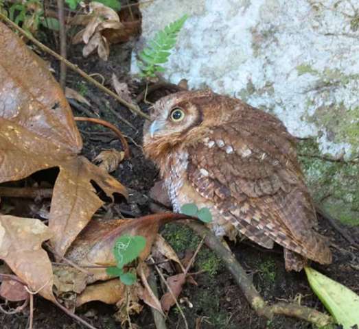 Liberan cuatro búhos currucutú en Mérida