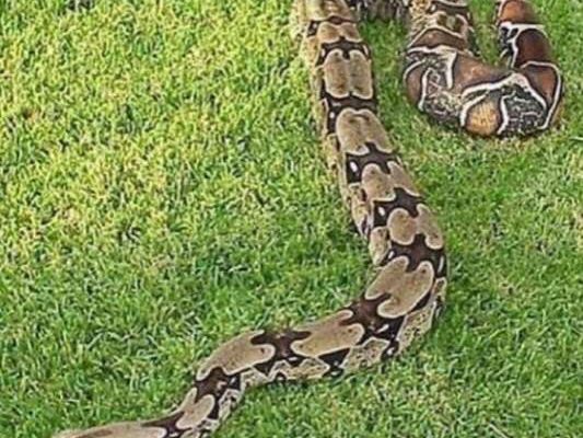 Zoológico de Maracay liberó 16 especies en el Henri Pittier 
