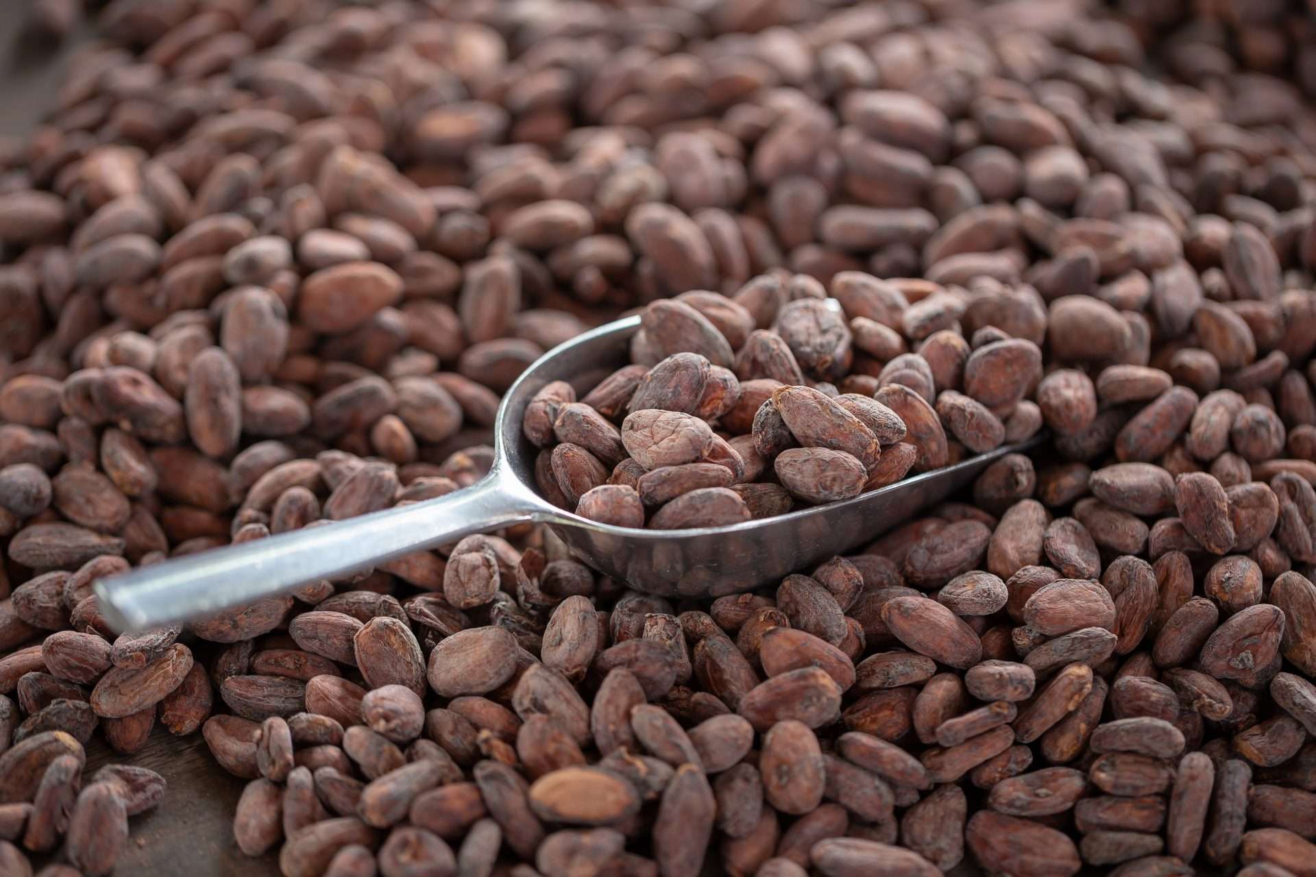 Cacao venezolano gana bronce en los Cacao of Excellence
