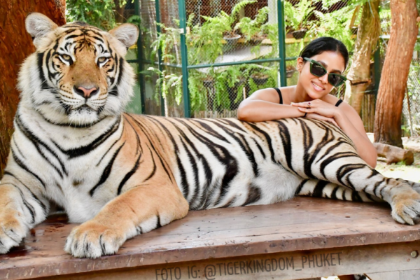 72 Tigres muerieron en un zoológico privado de Tailandia