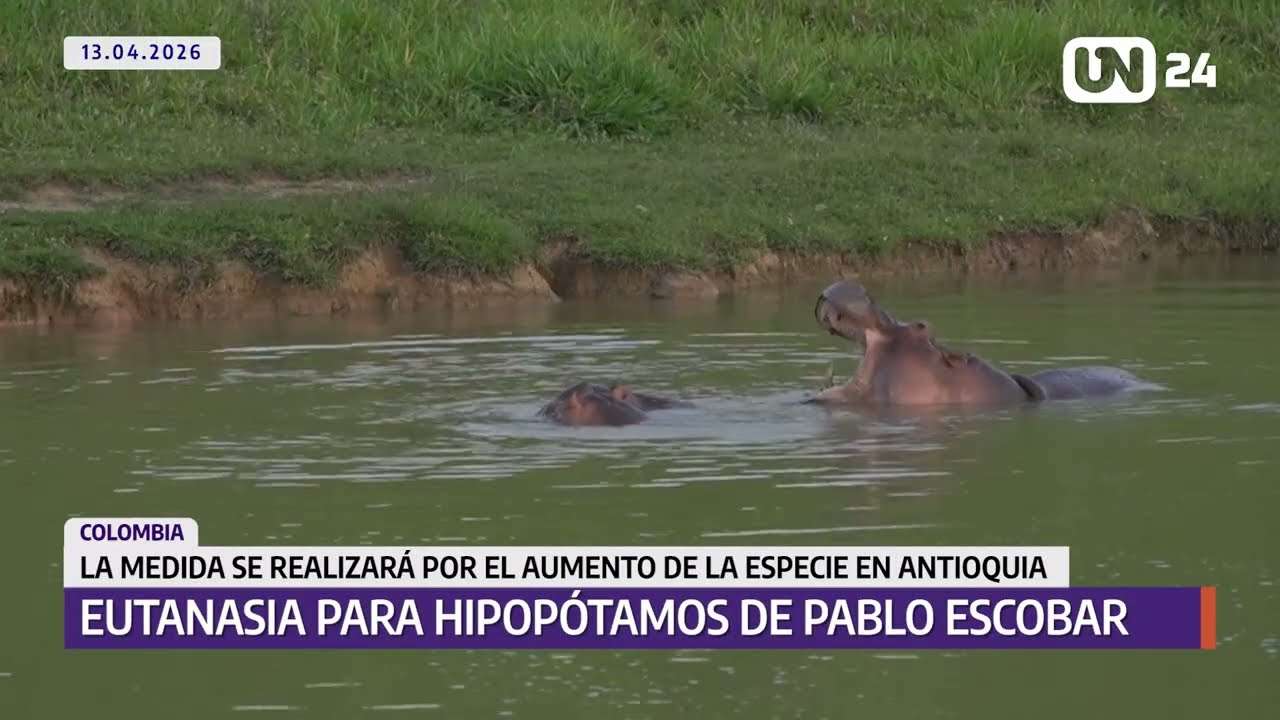 Aplicarán eutanasia a hipopótamos de Pablo Escobar