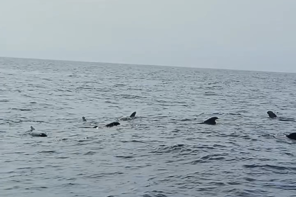 Avistan ballenas piloto en aguas profundas frente a La Guaira