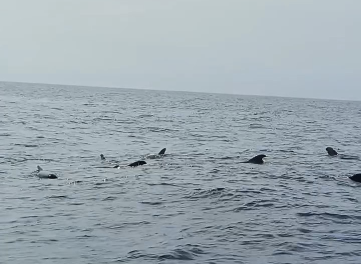 Avistan ballenas piloto en aguas profundas frente a La Guaira