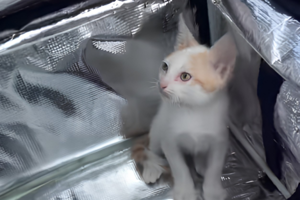 Delivery venezolano traslada a un gatito y las redes explotaron
