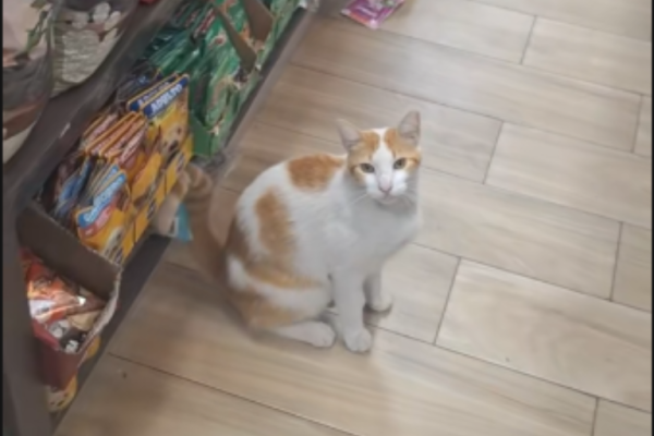 El gatito vendedor que conquistó internet