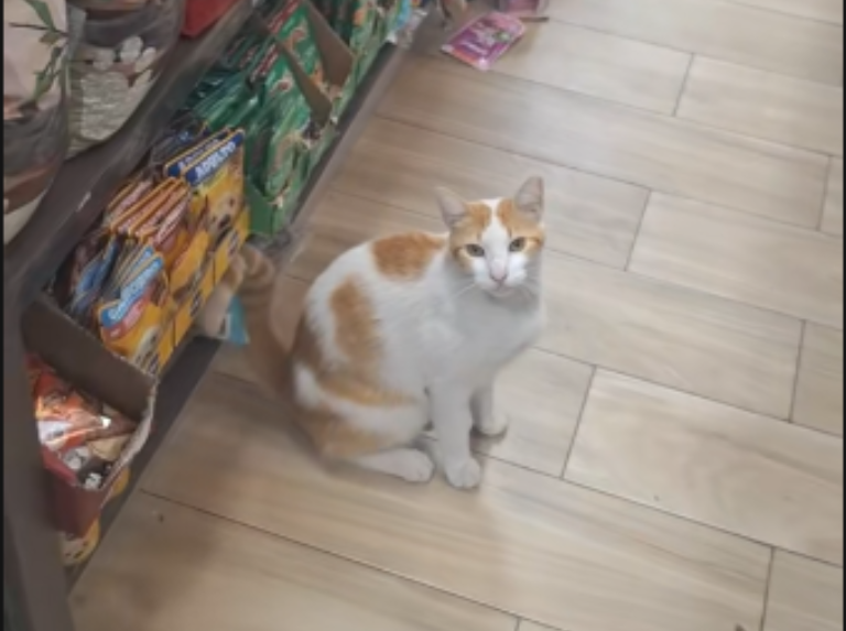 El gatito vendedor que conquistó internet