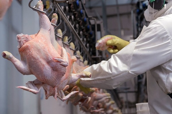 Fenavi estima en 5 meses inicir exportaciones avícolas hacia Aruba, Bonaire y Curazao