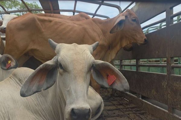 Fortalecen plan genético con 500 vientres Brahman