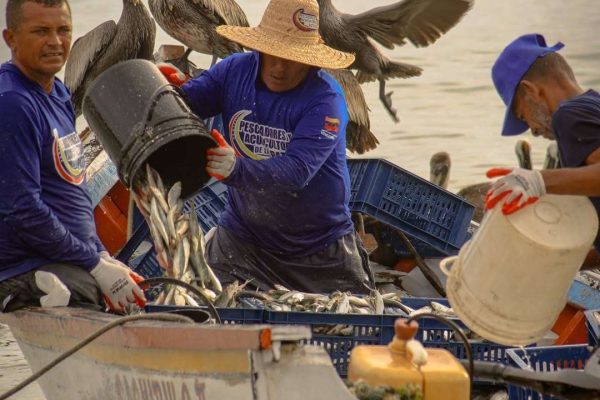 Inicia con éxito la temporada de sardina 2026