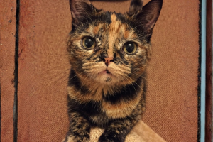 La hipoplasia cerebelosa en gatos: anomalía genética o neurológica