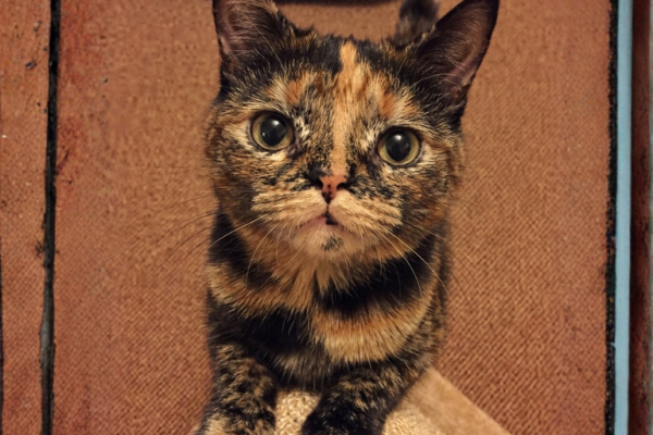 La hipoplasia cerebelosa en gatos: anomalía genética o neurológica