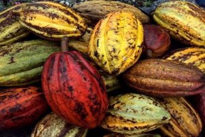 Mincyt impulsa plan científico- tecnológico para la producción de cacao