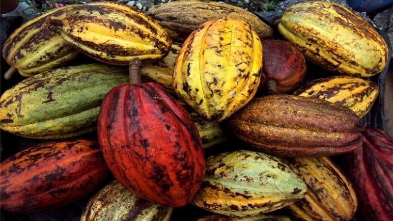 Mincyt impulsa plan científico- tecnológico para la producción de cacao